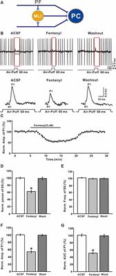 Fentanyl Inhibits Air Puff-Evoked Sensory Information Processing in Mouse Cerebellar Neurons Recorded in vivo